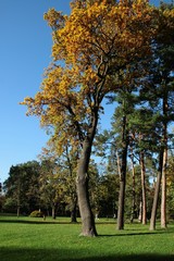 multicolor scenic of autumn in park