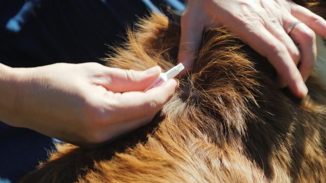 Apply medicine on the dog's fur close-up. Treatment against parasites, fleas and ticks