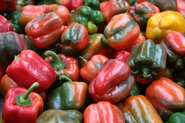 multicolor fruits of sweet pepper vegetable