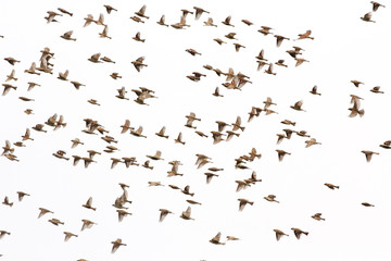 Group of house sparrow (Passer domesticus) flying on white background