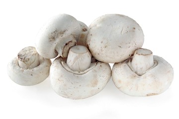 white tasty,edible mushrooms agaricur