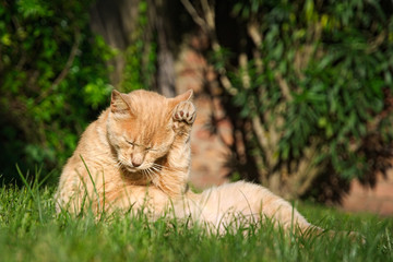 Cute orange cat cleaning itself in the garden in summer 