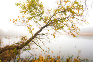 Wildwood Lake Park Tree 