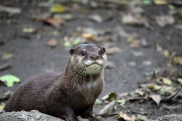 コツメカワウソ