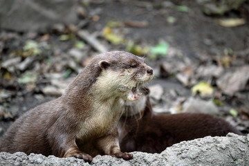 あくびをするコツメカワウソ