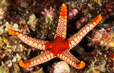 noduled sea star