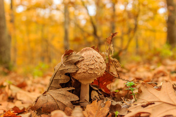 Young Parasol mushroom in autumn forest