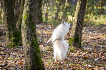 Obraz premium white dog jumping in the park