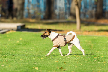 running dog on grass