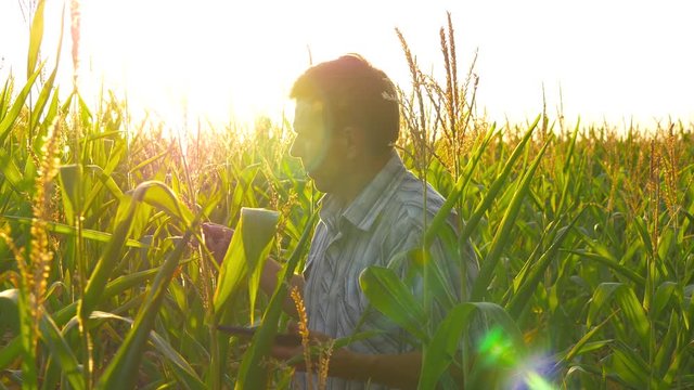 farmer inspecting corn cob at his field