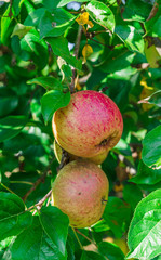 Apple garden full of riped red apples