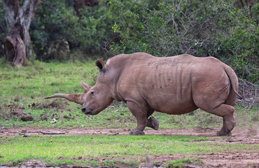 Obraz premium Nashorn in Afrika