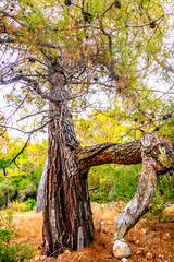 Obraz premium Path In The Forest