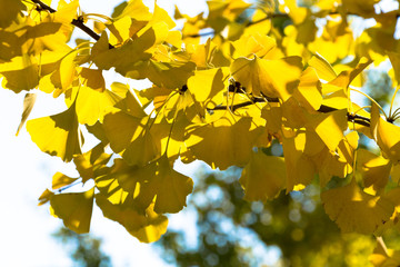 ginkgo of Kiba park in autumn / Tokyo Metropolitan Park in Koto Ward, Tokyo,Japan