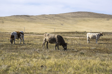 Wild cows on Olkhon Island, Lake Baikal, Siberia, Russia.
