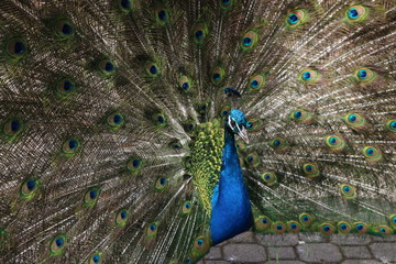 Peacock pose