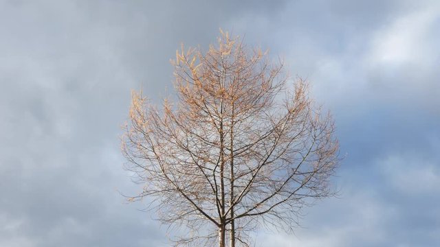 曇り空と一本の木