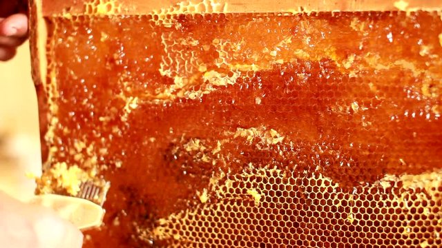 Close up of human hand extracting honey from yellow honeycomb. Beekeeper cuts wax off from honeycomb frame with special knife.