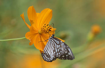 Obraz premium Butterfly on Cosmos Flower