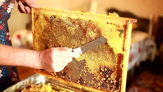 Close up of human hand extracting honey from yellow honeycomb. Beekeeper cuts wax off from honeycomb frame with special knife.