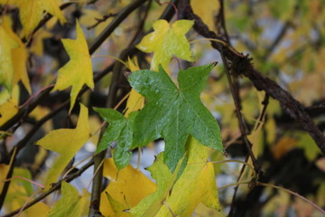 Bunte Blätter im Herbst