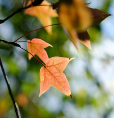 Maple young leaves on tree