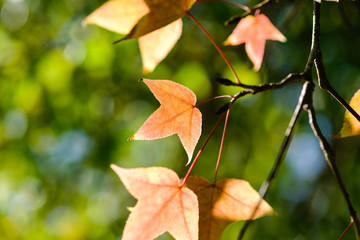 Maple young leaves on tree