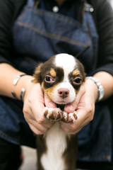 Small, cute, brown and white dog. chihuahua in hand
