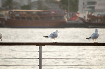 Seagull in Dubai