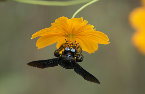 Bumble Bee on Cosmos Flower