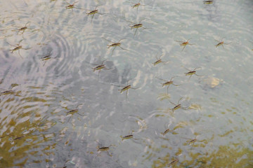 Water Strider