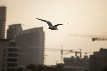 Seagull in Dubai