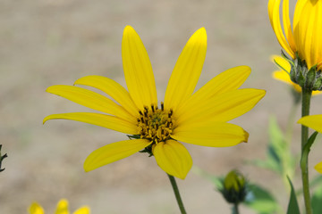 the bright yellow flower