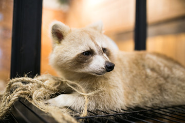Raccoon albino in animal cafe. Cute mammal 
