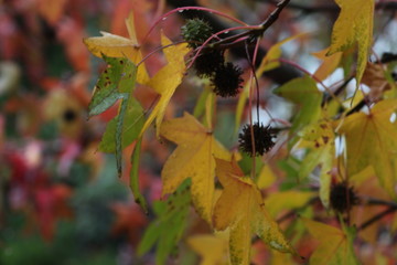 Bunte Bl&auml;tter im Herbst, Amberbaum