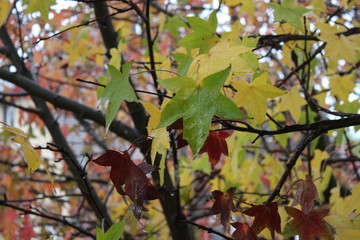 Bunte Bl&auml;tter im Herbst