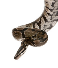 Python regius snake against white background, studio shot