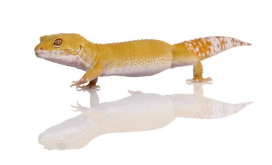 Leopard gecko, Eublepharis macularius, walking in front of white background