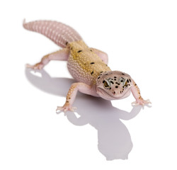 Bell albino bolt strip leopard gecko, Eublepharis macularius, against white background