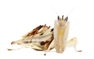Male and female hymenopus coronatus also known as Malaysian orchid mantis, in front of white background