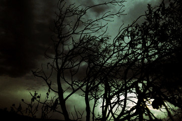 Ramas con fondo de tormenta