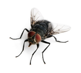 Housefly, Musca domestica, in front of white background