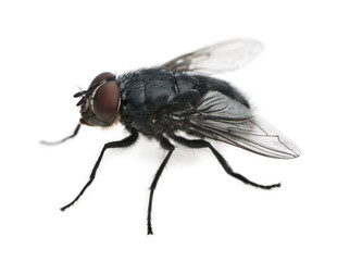 Housefly, Musca domestica, in front of white background