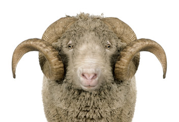 Arles Merino sheep, ram, 5 years old, standing in front of white background