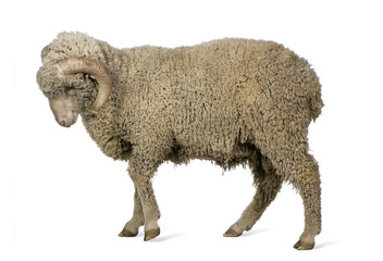 Mouton mérinos d& 39 Arles, bélier, 1 an, marchant devant un fond blanc