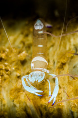 magnificient anemone shrimp