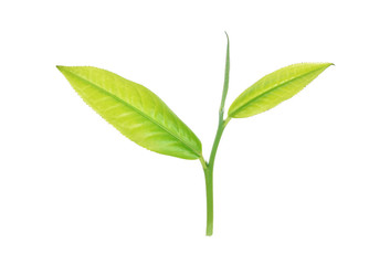 green tea leaf isolated on white background.