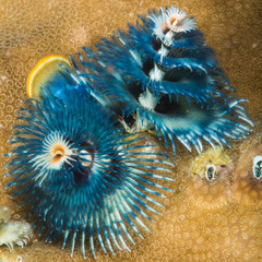 Spirobranchus giganteus, commonly known as Christmas tree worms, are tube-building polychaete worms...