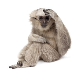 Fototapeta premium Young Pileated Gibbon, 1 year old, Hylobates Pileatus, sitting in front of white background
