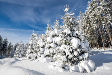 Schneesegen im Schwarzwald